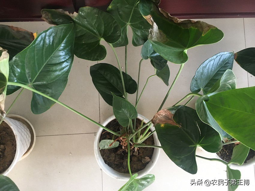 花烛叶子变黄是什么原因引起的,花烛叶片枯萎了怎么处理