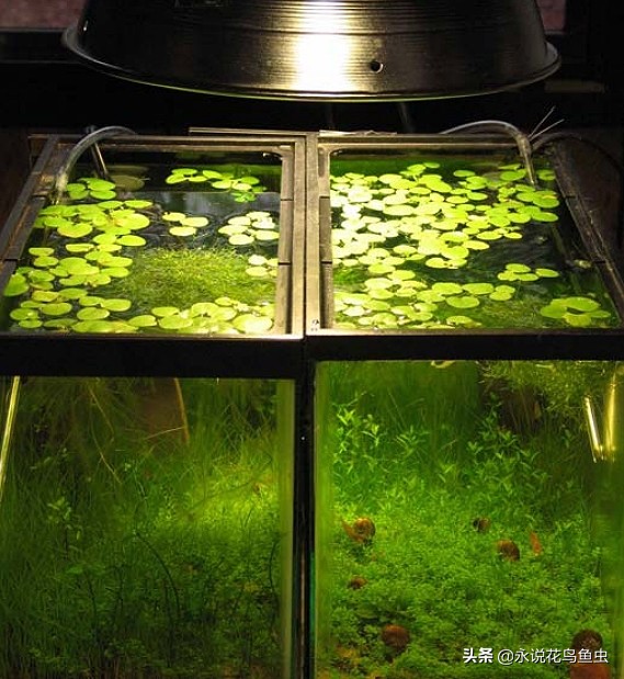 无水二氧化碳水草缸,1米半水草缸怎么设置