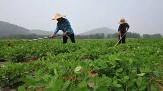 磷酸二氢钾溶解慢是正品还是假货,假的磷酸二氢钾怎么处理