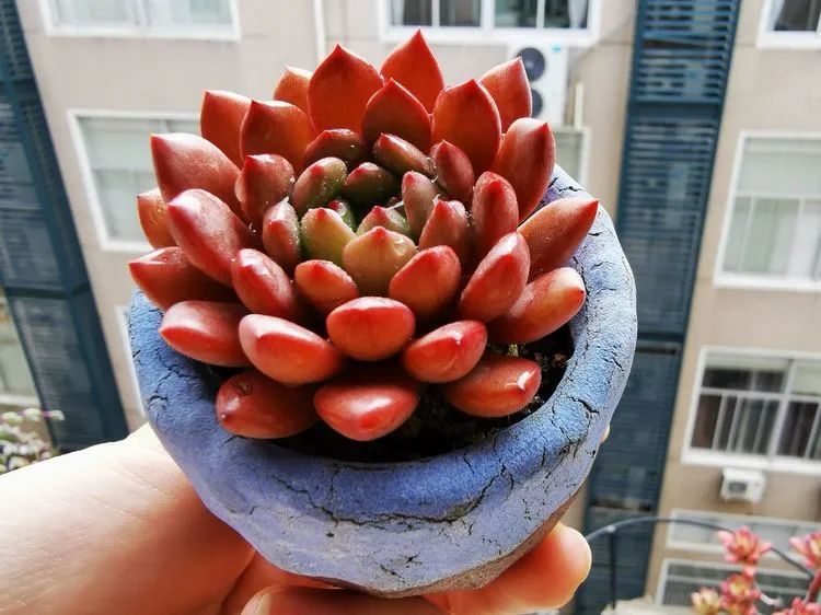 多肉砍头的怎么养,多肉怎么砍头才能爆发