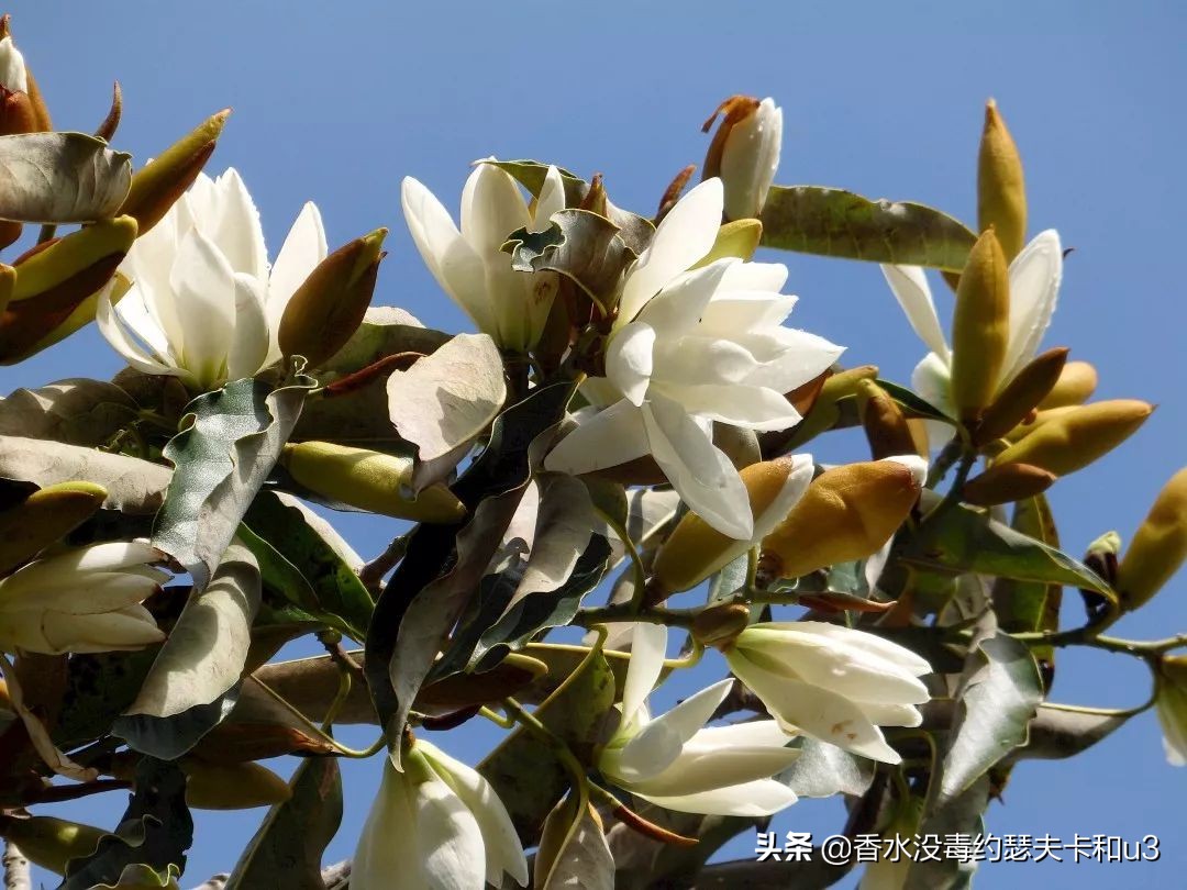 爱马仕屋顶香水和尼罗河哪个好闻,爱马仕屋顶香水小样正品