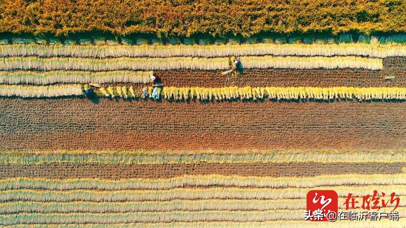 镜观临沂｜临报新闻照片一周精选（2021年10月29日）