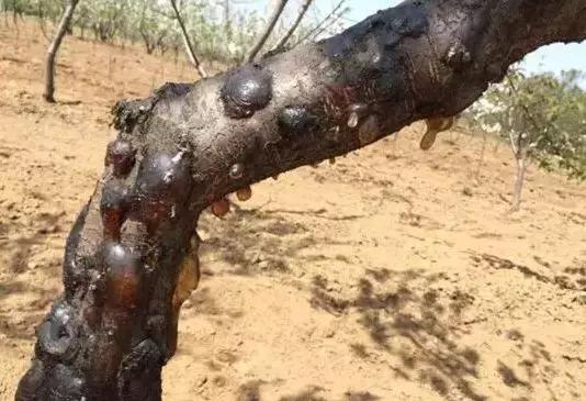 桃树流胶了怎么治,桃树流胶最佳防治方法