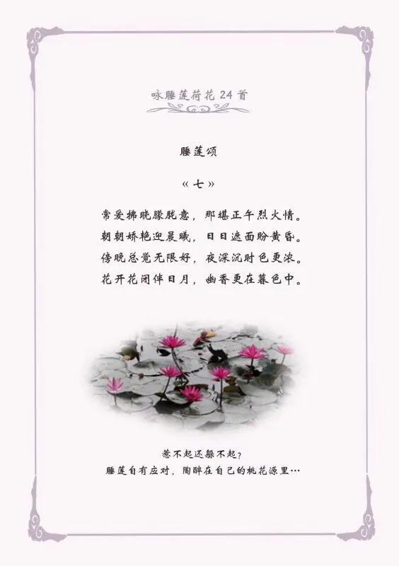 难忘的荷花,夏日的睡莲