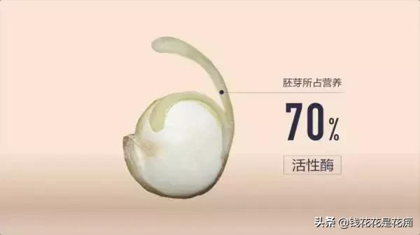 藜麦高端,藜麦最高品质