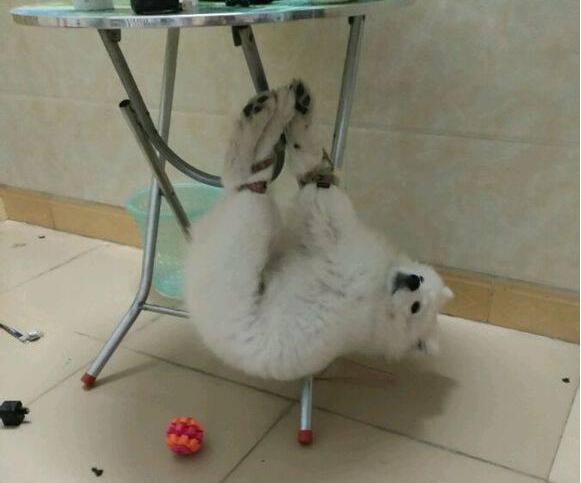 狗狗喜欢乱叫怎么才能让它不叫呢,狗狗喜欢乱咬怎么教