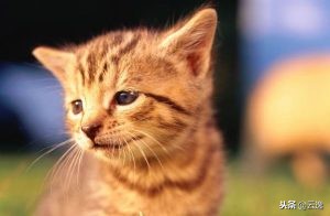 小猫拉肚子还能喂猫粮吗,猫咪换猫粮拉肚子怎么办