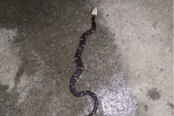 白头蝰蛇和五步蛇哪个毒性更强,白头蝰蛇毒性在中国排第几