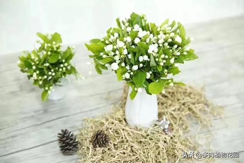 茉莉花这样养长势旺盛花香四溢,茉莉花花香四溢