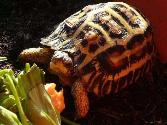 牢底坐穿系列,养一只就会坐牢,快看下你家有没有这些乌龟