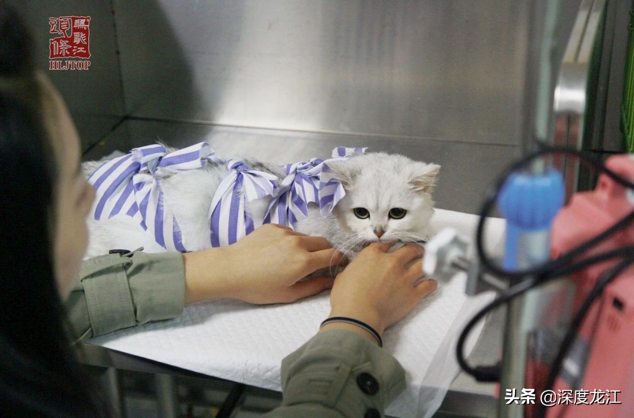 「冰城浮生记」完结篇：浮生一日人间四季你若善良苦短甜长