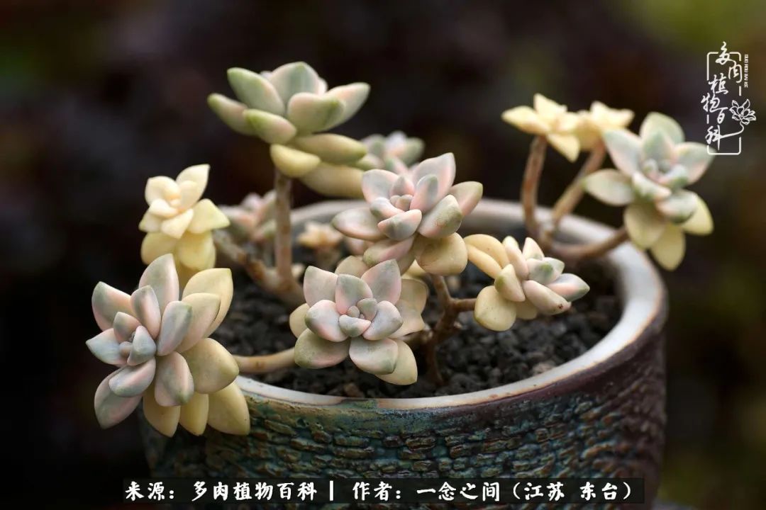 遇见花开蓝莓糖,遇见花开蔬菜沙拉酱