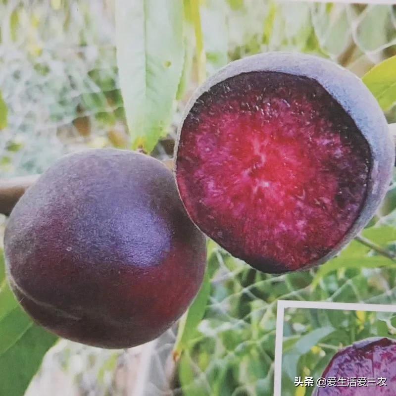 优质农产品黑桃,中华黑桃王的优缺点