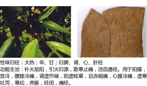 常用中草药名称大全图片及药效,常用中草药药效大全