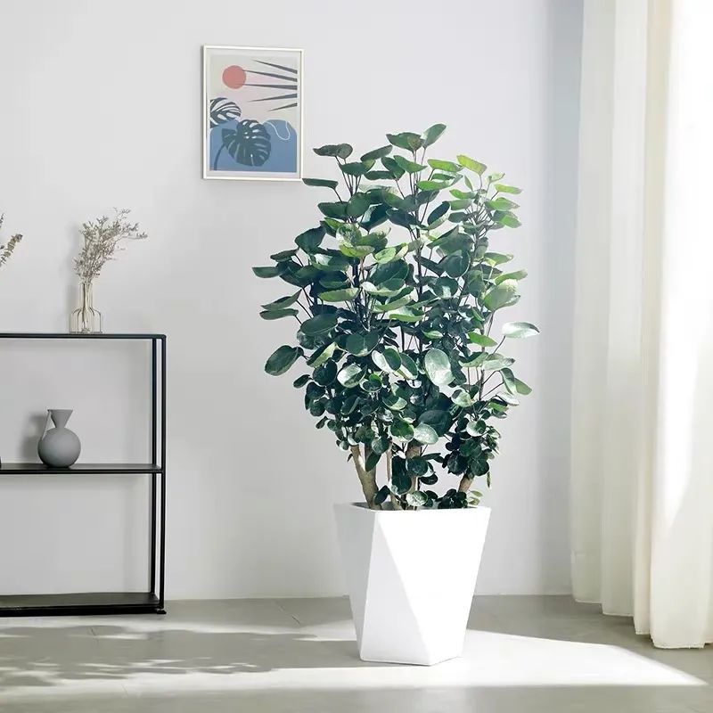 十种最旺客厅花,6种转运花