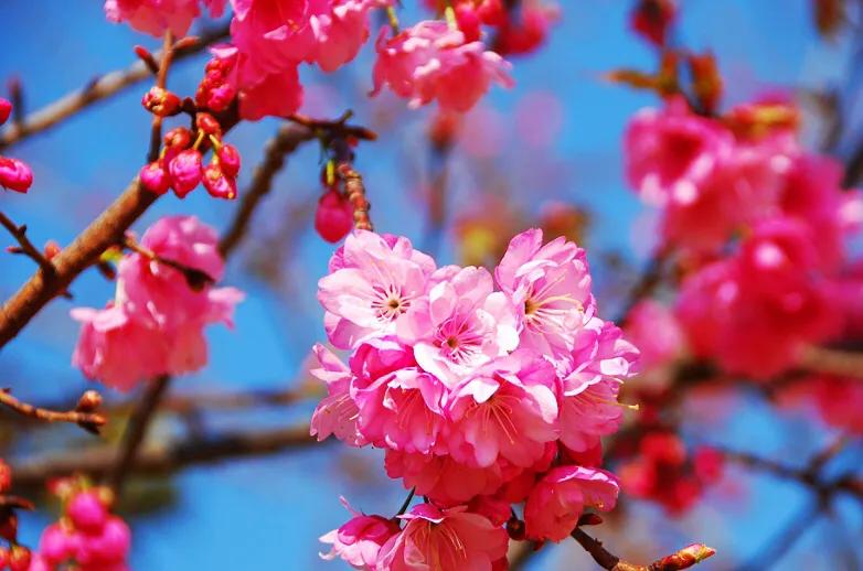 中国最稀少樱花品种阳光樱,樱花品种推荐之迎春樱
