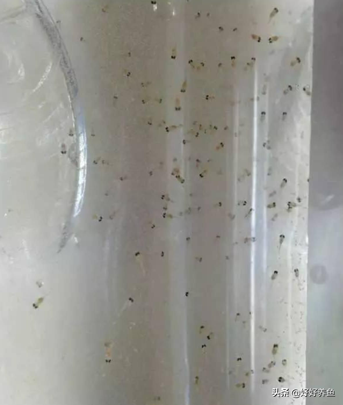 金波子鱼苗怎么养才能养活,金波子鱼怎么养