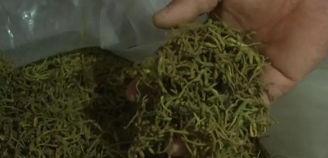 种什么花有香味寓意好,种些什么花比较对身体好