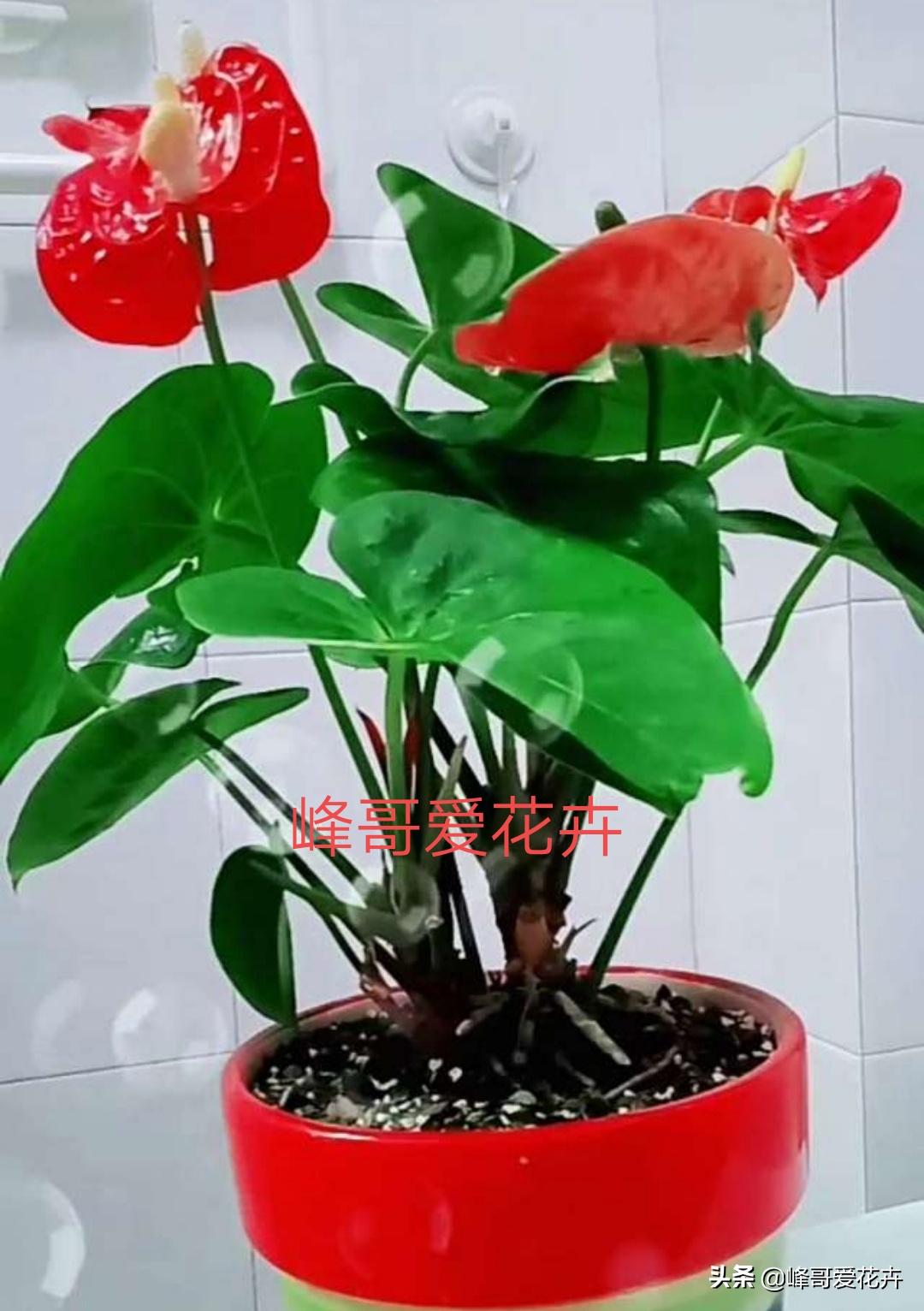 淘米水做花肥的做法,怎样用淘米水和酸奶制花肥