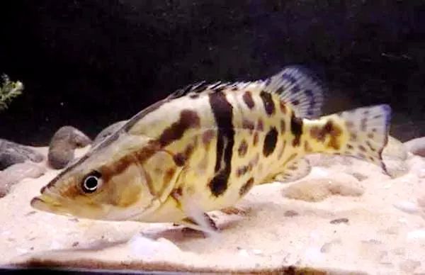 黄陂滠水钓鱼,黄陂前川滠水