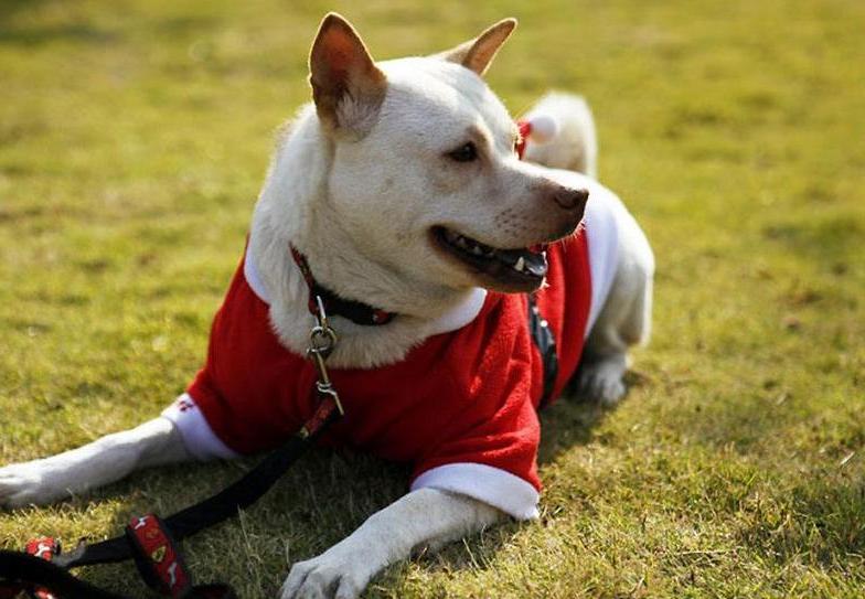 狗狗没精神没食欲大便干尿黄,狗狗食欲不振尿黄怎么回事