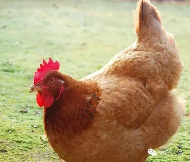 全世界的鸡都在这了，有你认识的吗？