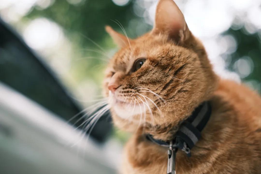 铭匠apsc0.95,铭匠50mmf1.2对比星曜