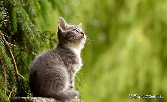 如果猫咪出现这三种情况要注意了,猫咪如果有这5种反应