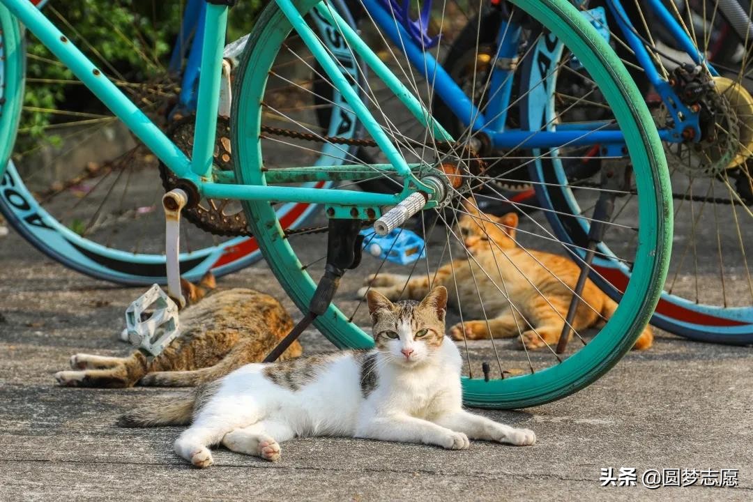 全国首批接收的三所独立学院,很可能并入母体的独立学院有哪些