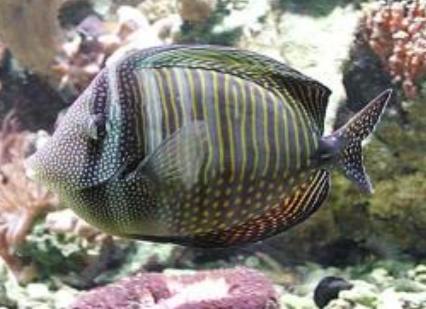 十大最好看的观赏鱼图片大全,十种最漂亮的观赏鱼图片