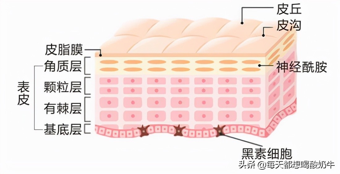 脸部泛红红血丝补水可以改善吗,脸部泛红怎么改善皮肤薄