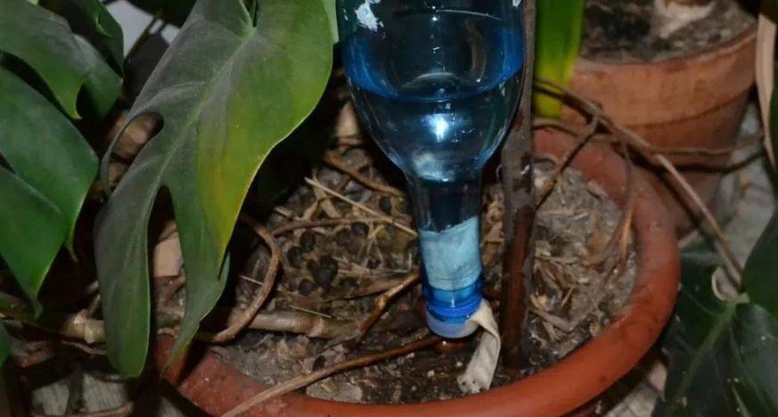 塑料瓶养花妙用大全,塑料瓶养花好还是玻璃瓶养花好