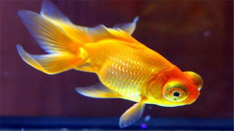 为什么家里养的金鱼总缺氧,新入鱼缸如何判断金鱼缺氧了