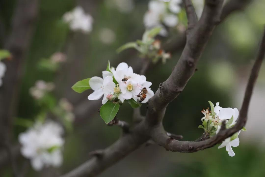建一座完全不打药的生态花园,所有生命在这里和谐共处,值得收藏