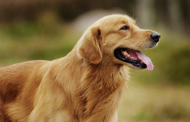 这5种狗一点也不好养,这5种狗体味轻