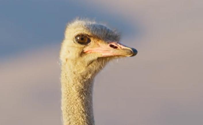 9.9恋爱游戏,9.9分恋爱番