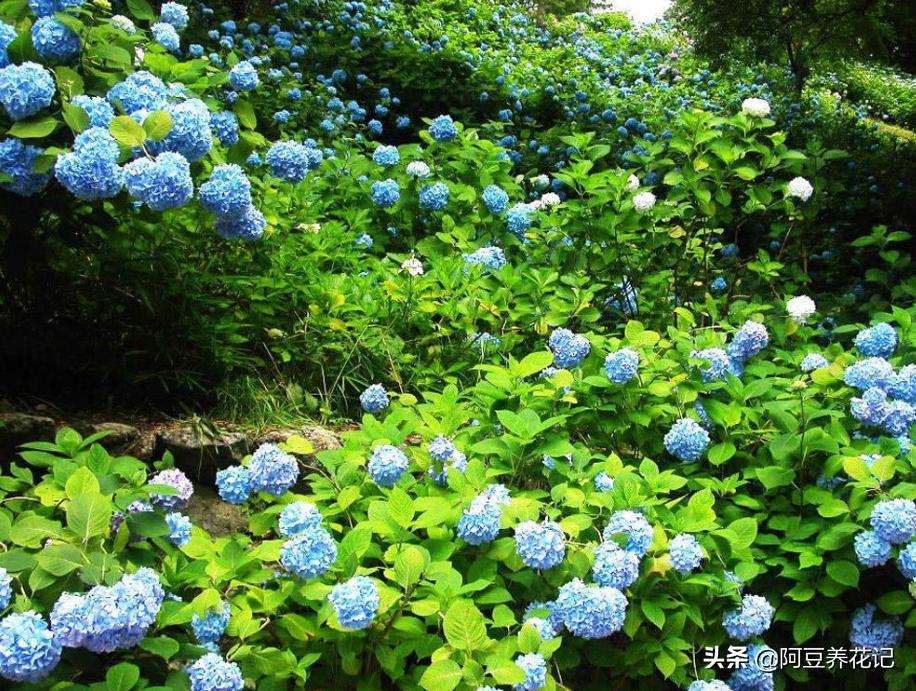 绣球花开花移栽可以修剪吗,绣球花开花前是怎样的
