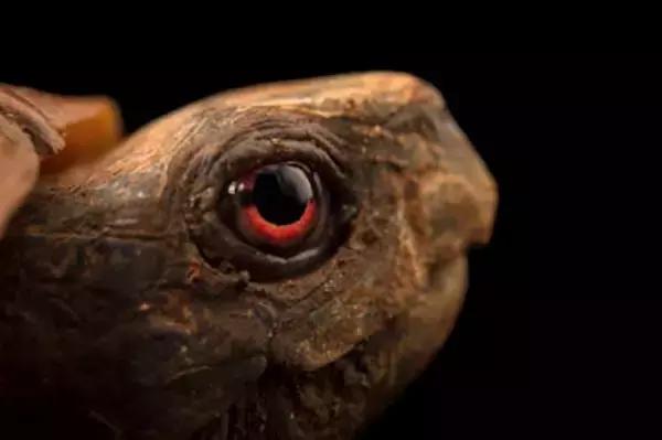 有一种龟为什么叫锯缘龟,锯缘龟八角灵龟