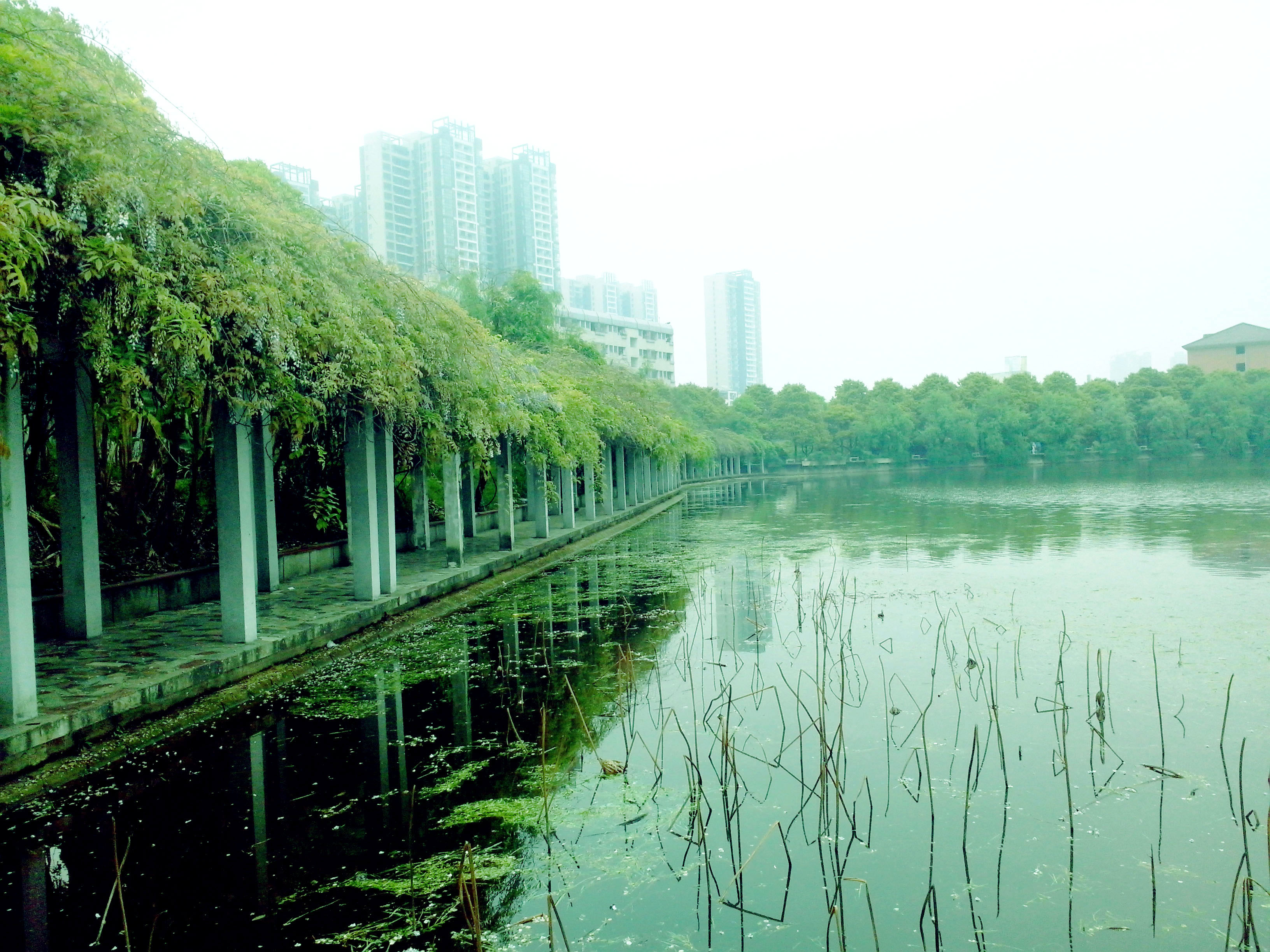 香樟往事电子版,香樟往事