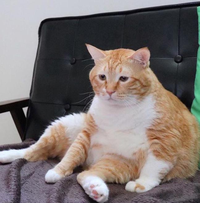 加菲猫长不胖怎么办,加菲猫胖了视频