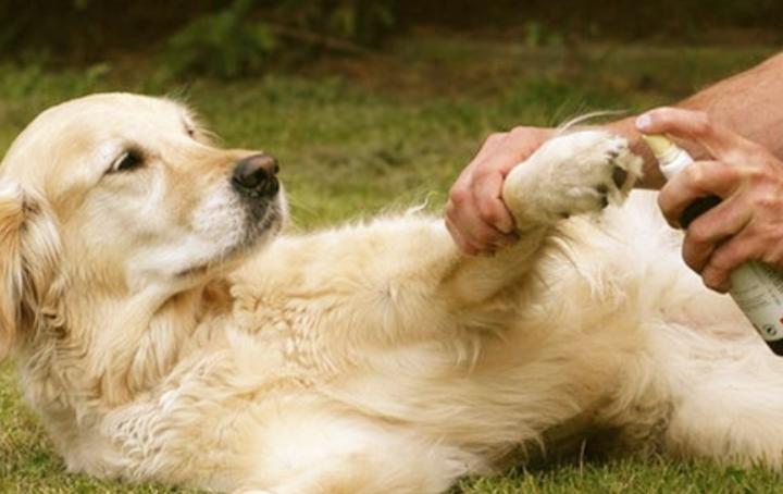 金毛腿上长癣,金毛腿上长癣怎么处理