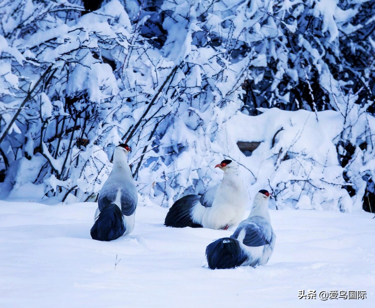 观鸟大年,观鸟作品100幅