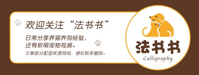 猫咪怎样才会放下戒备,猫咪应该怎样抱才不会乱跑