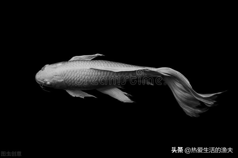 锦鲤身上有血丝用什么药治,锦鲤鱼鳞上有红色血丝