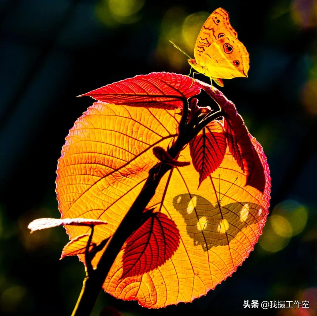 第16届国际摄影艺术展获奖作品,第29届全国摄影艺术展览作品集