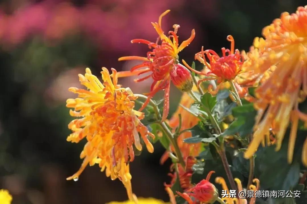 写菊花最美的10首诗词,关于秋日菊花的诗词