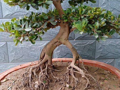 中华蚊母冬天养护,盆景中华蚊母怎么养护