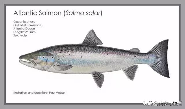 挪威三文鱼怎么挑新鲜,你吃的三文鱼是三文鱼吗