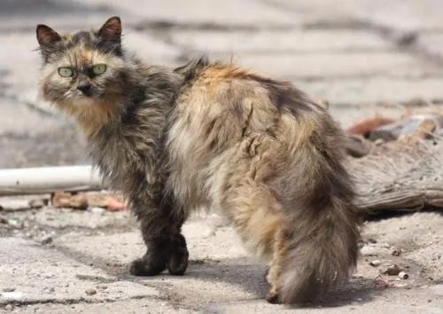 猫咪脾气不好怎么教,猫咪脾气很差怎么办