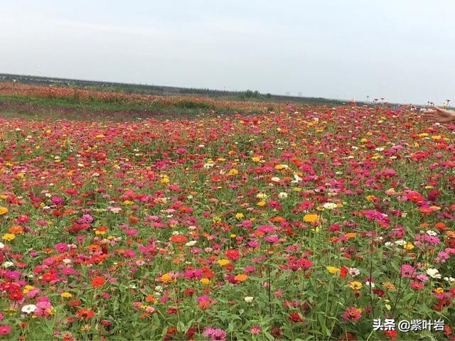 襄阳薰衣草庄园,襄阳薰衣草庄园在哪里呀